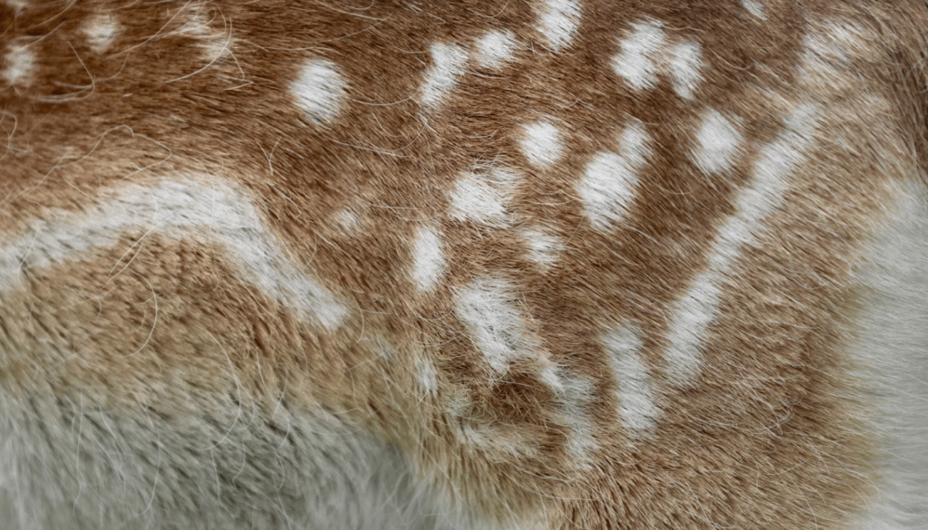 ムスク系の香り