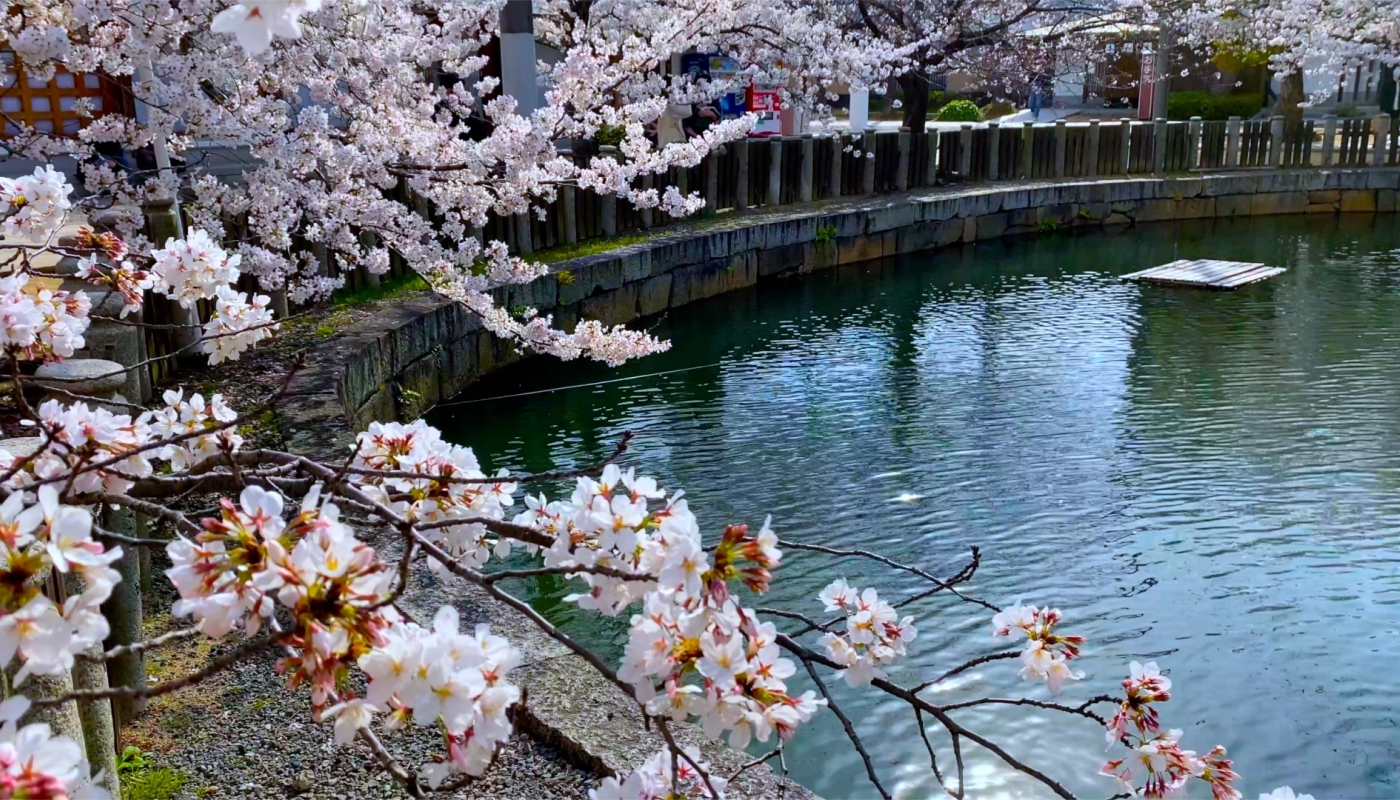日本の代名詞!「桜」