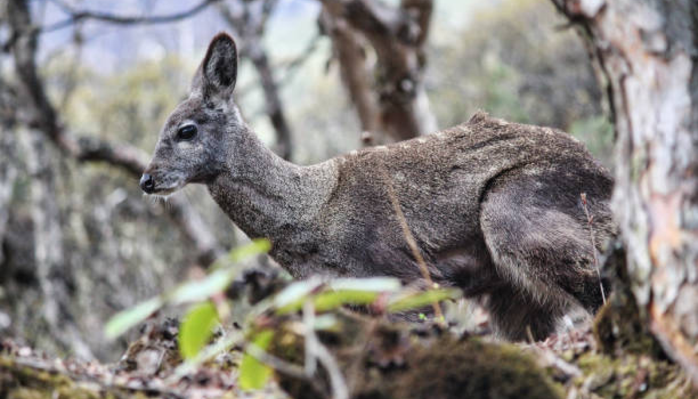 オゥパラディの人気を高めている特徴①心地良い香り