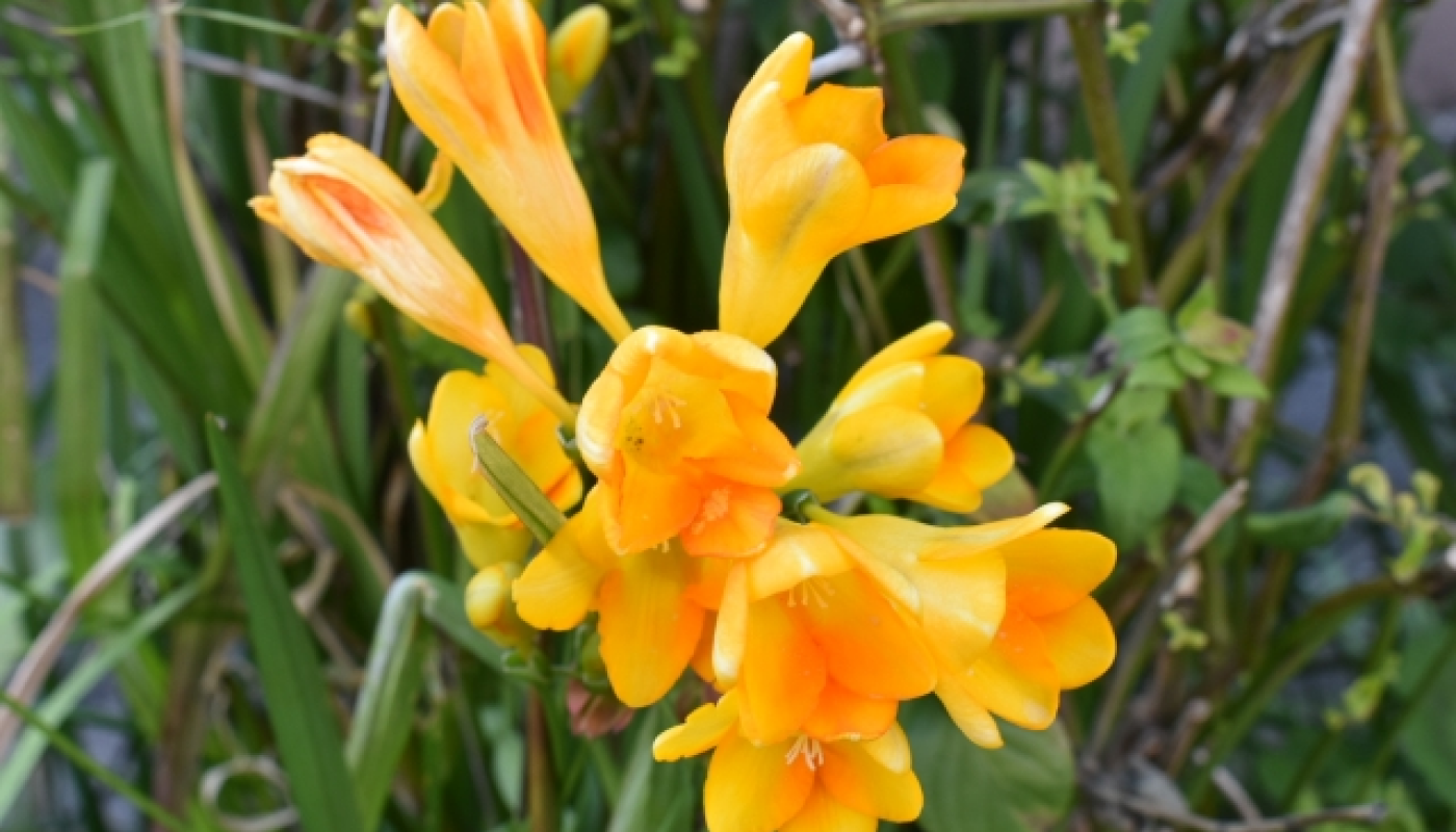 フリージアはいつ咲くお花？