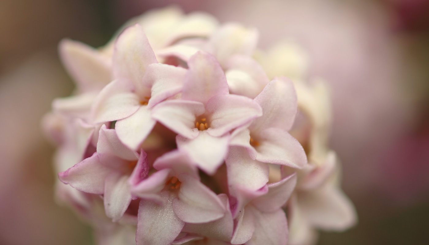沈丁花の特徴