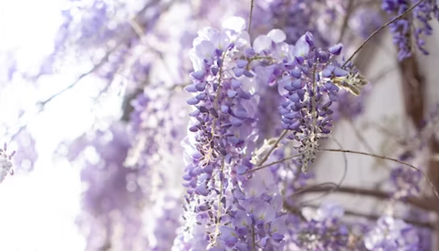 ライラックの花とその魅力