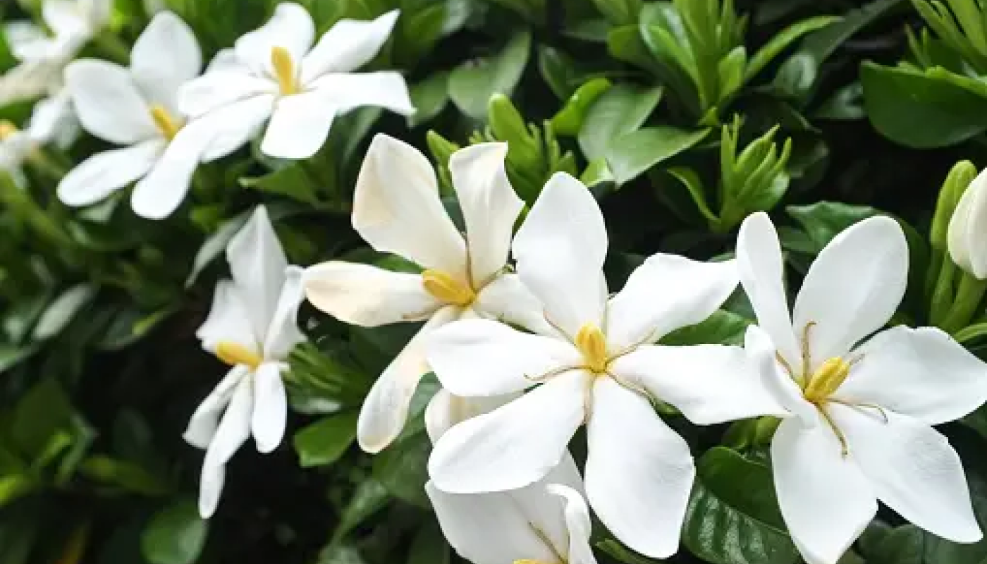 夏の香木：梔子（クチナシ）