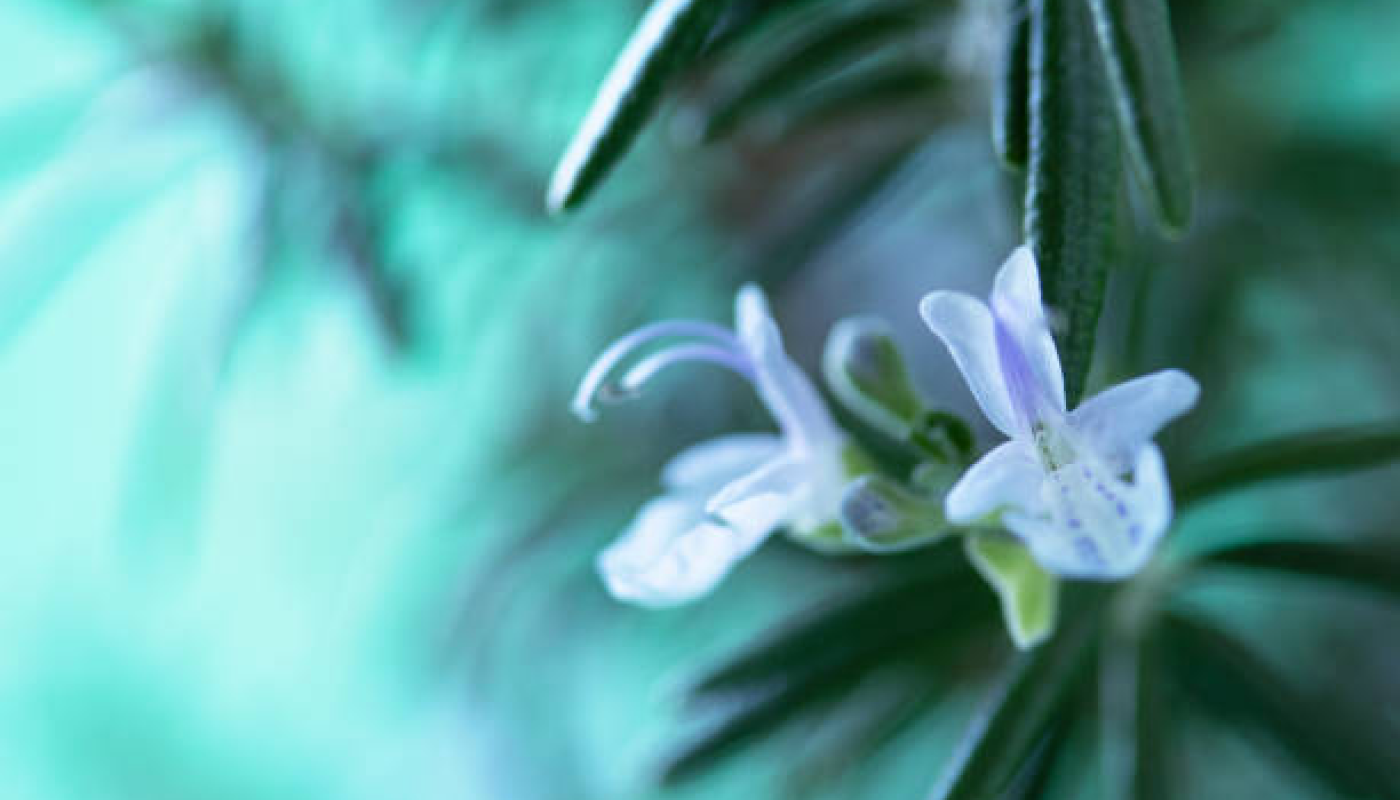 ジュエリーだけじゃない！Tiffany & Co.（ティファニー）の香水に注目♪