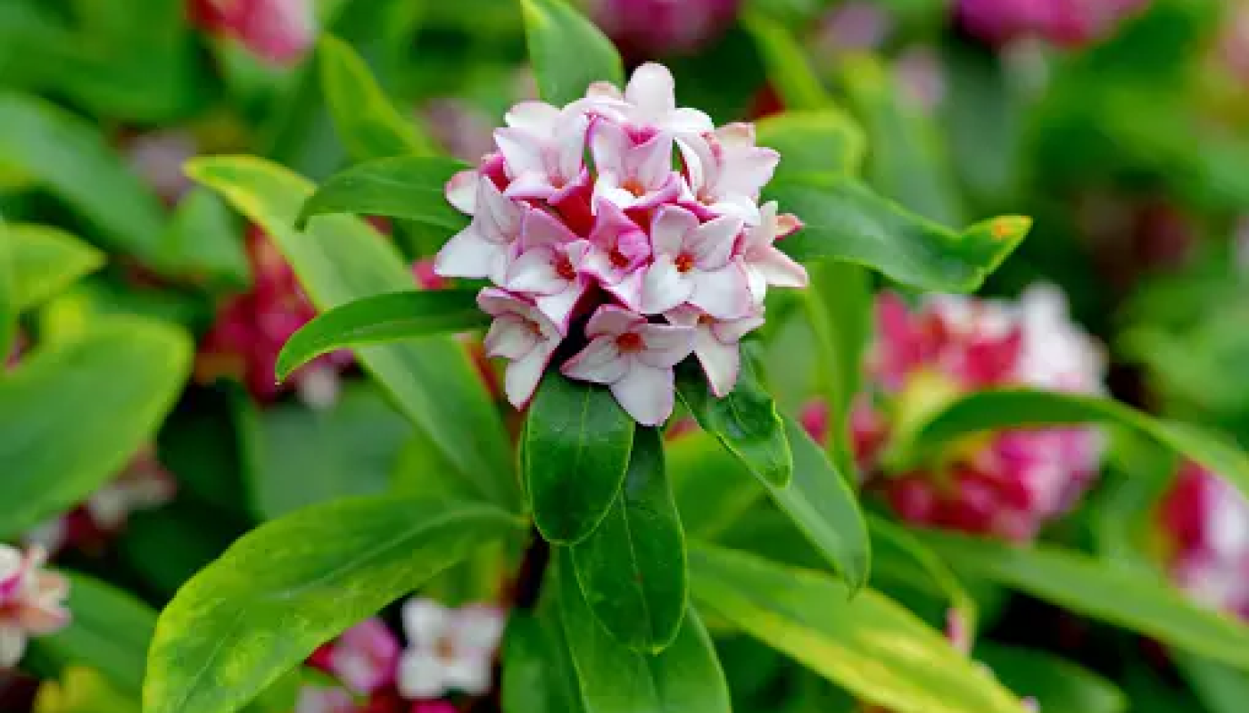 春の香木：沈丁花（ジンチョウゲ）