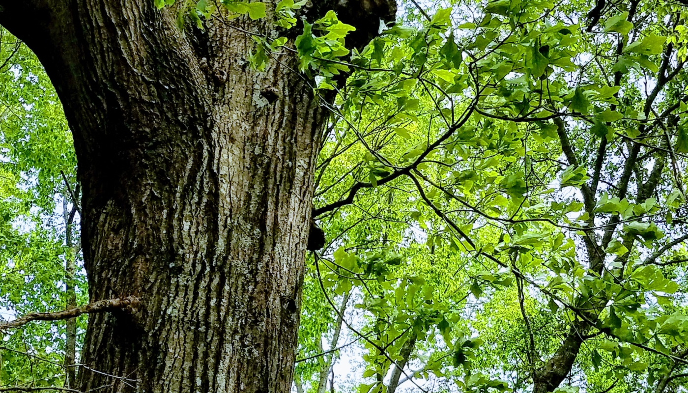 落ち着きたい時にはウッディ系の香り