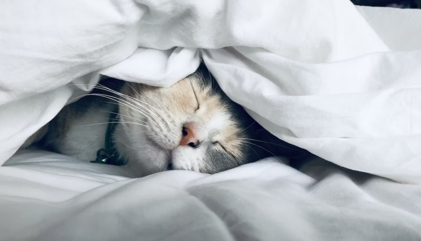 質の良い睡眠を得られる