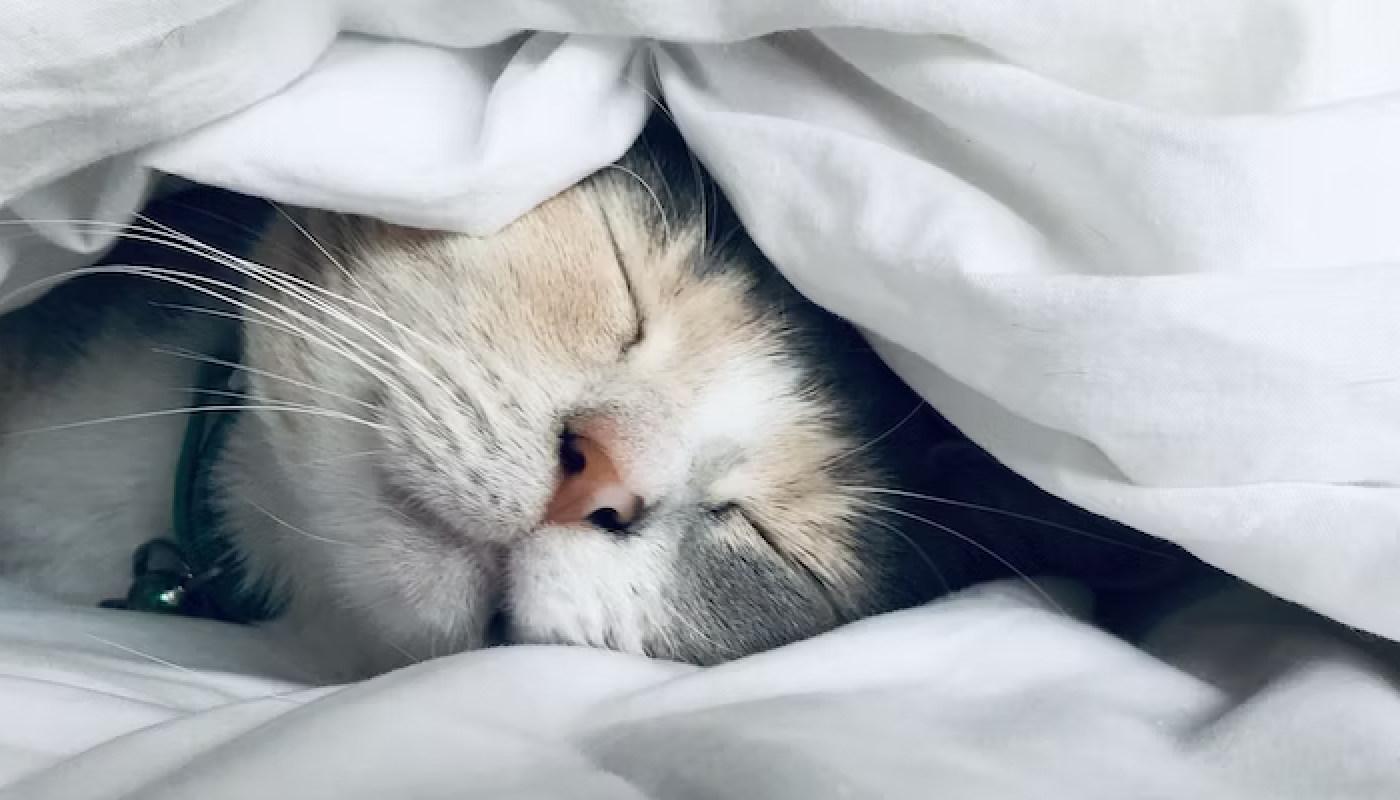 ストレス削減でぐっすり眠れる!