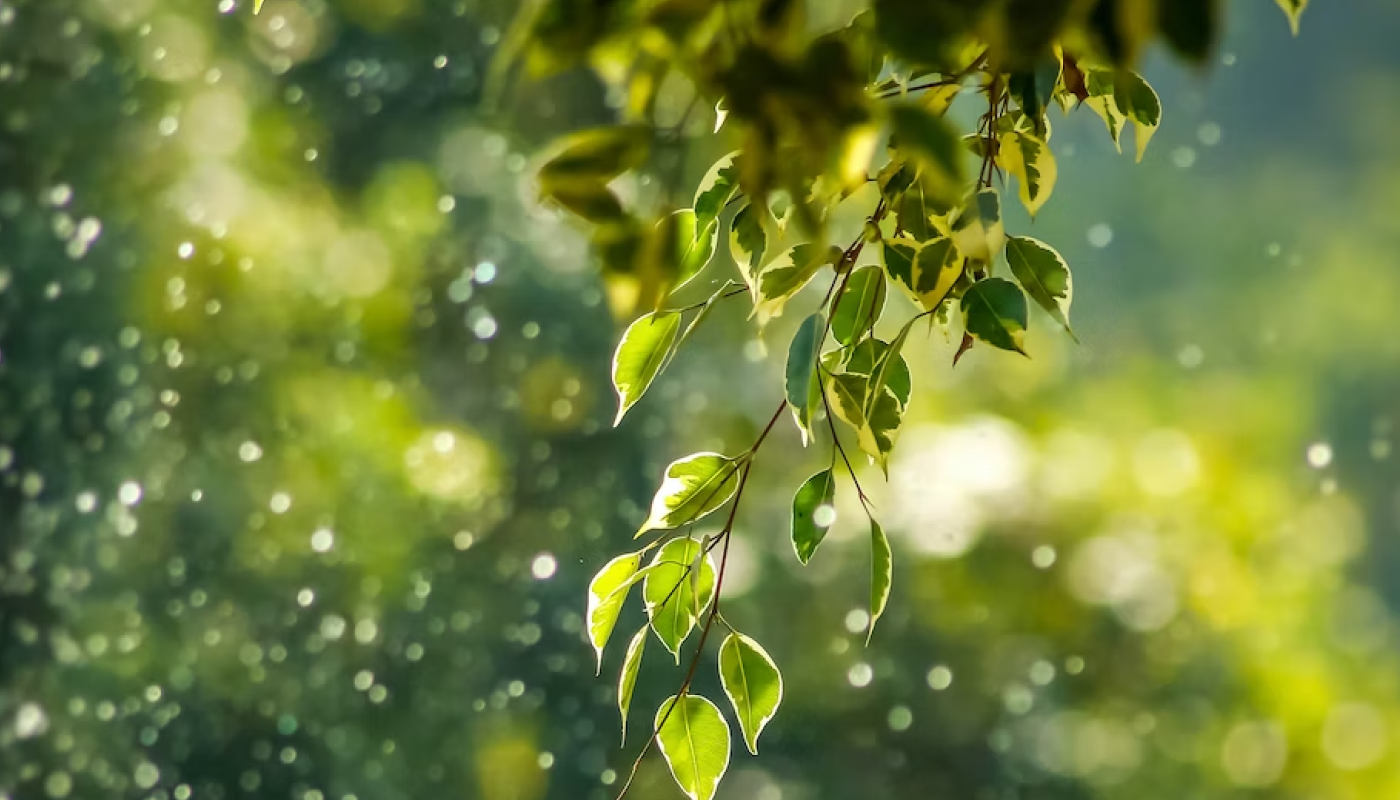 バウム（BAUM）の香水で自然の優しい香りを♡
