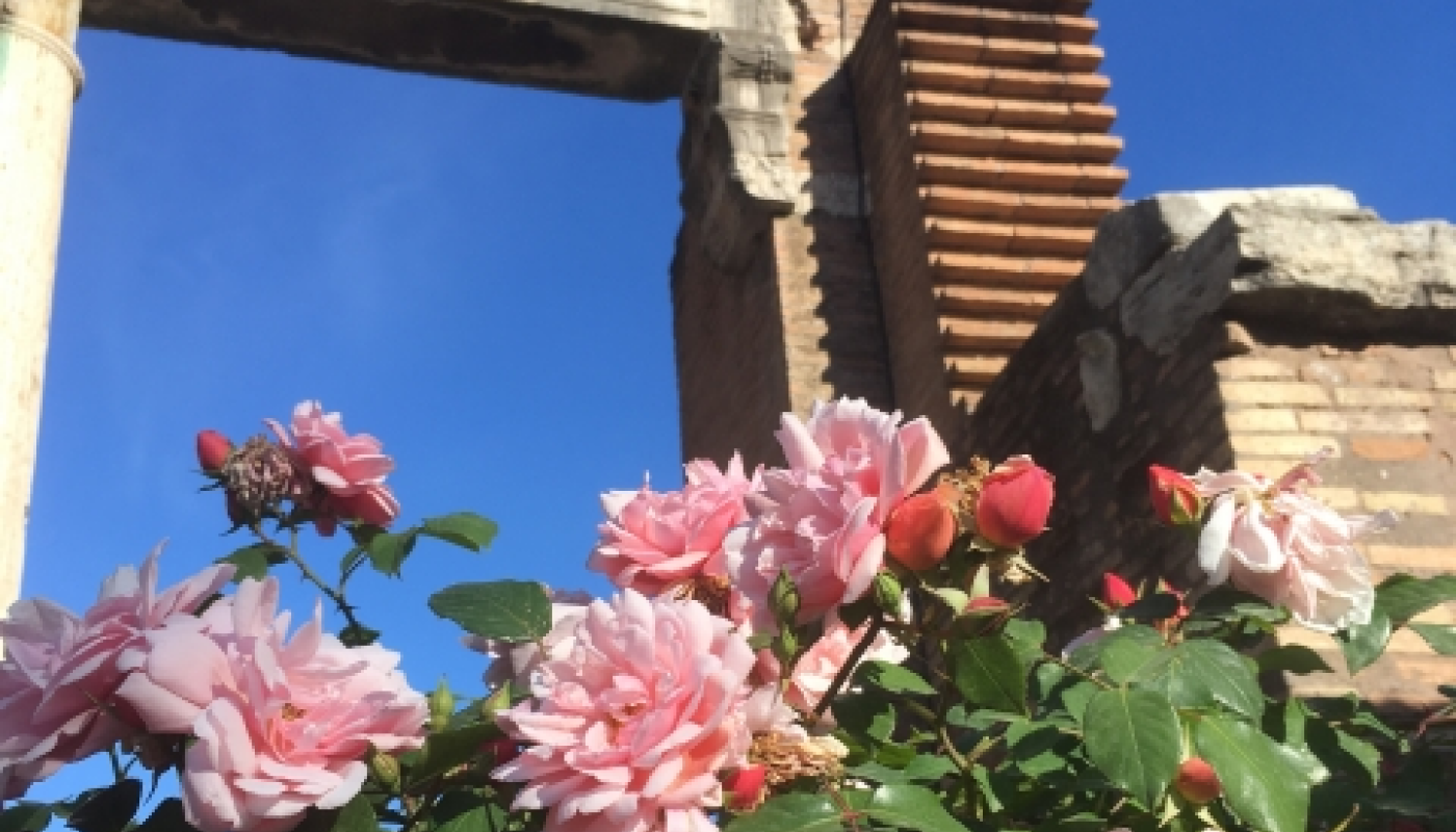 薔薇の香りの文化的意義