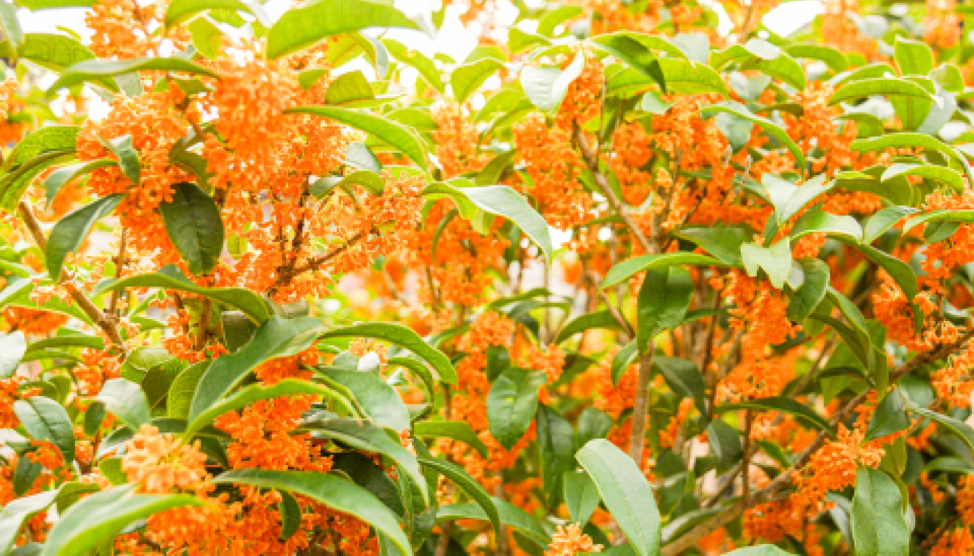 金木犀とはどんな植物?