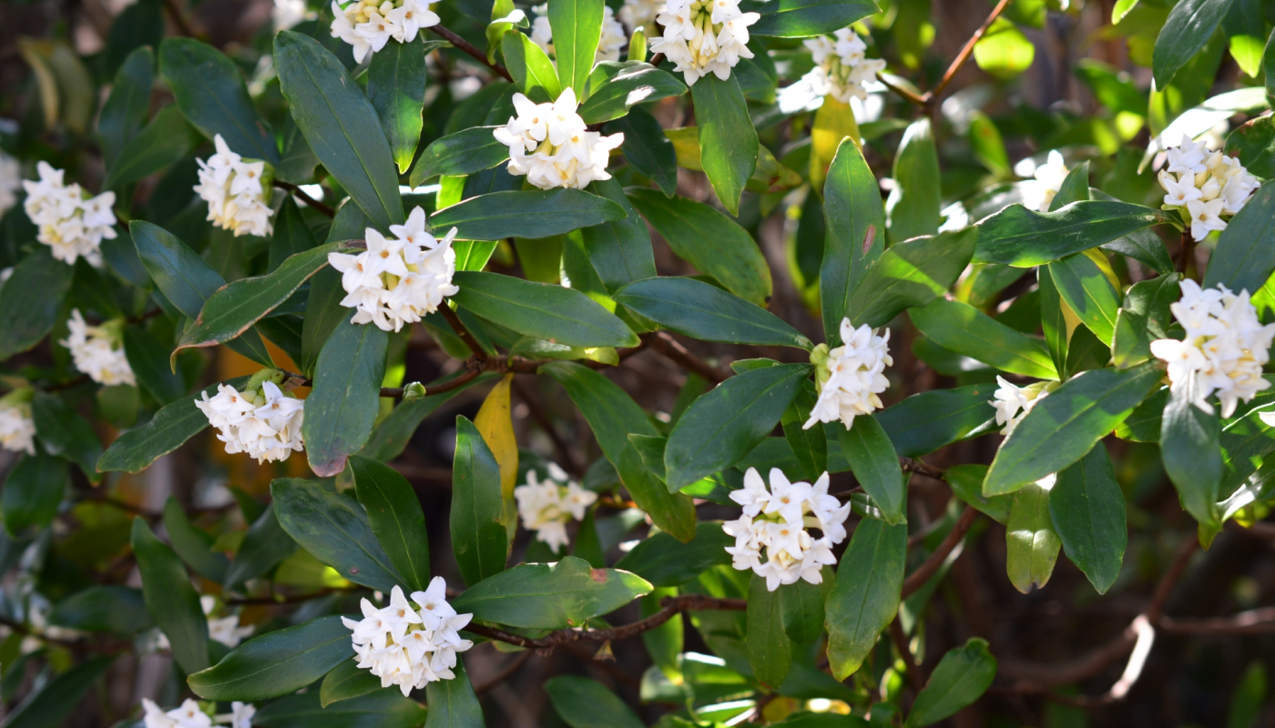 沈丁花の香り