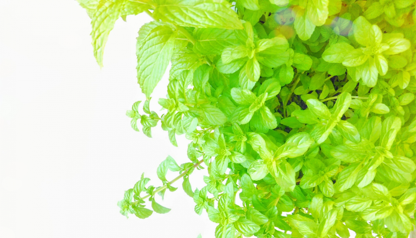 ミントとはどんな植物？