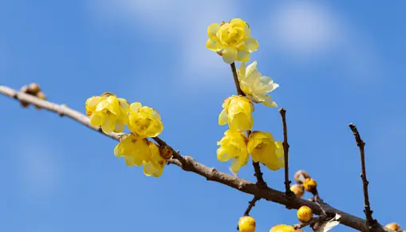 冬の香木：蝋梅（ロウバイ）