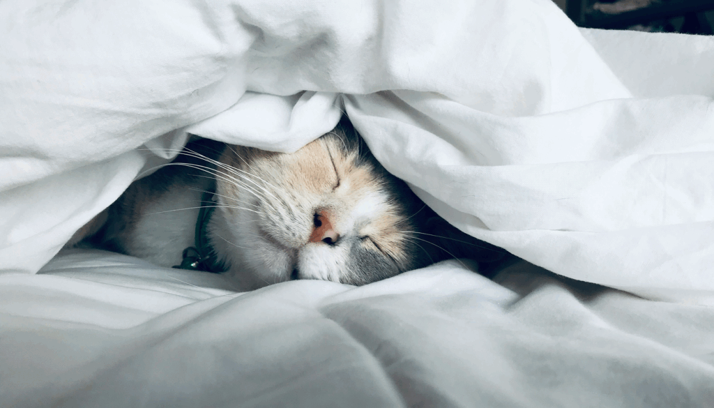 睡眠の質がアップ！
