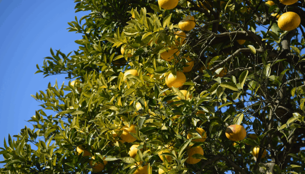 親しみやすさなら「ゆず」