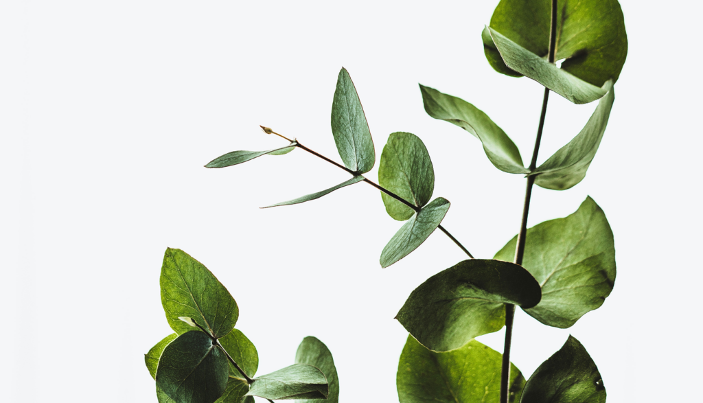 ボタニカルをコンセプトにしたナチュラルな香り!