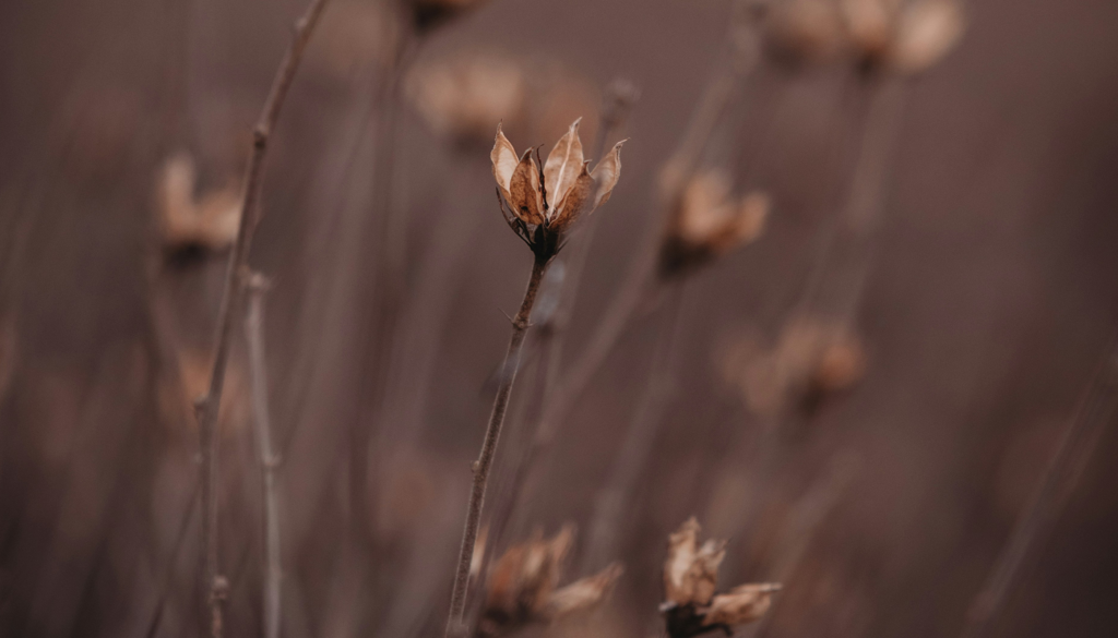 オリエンタル系の香り